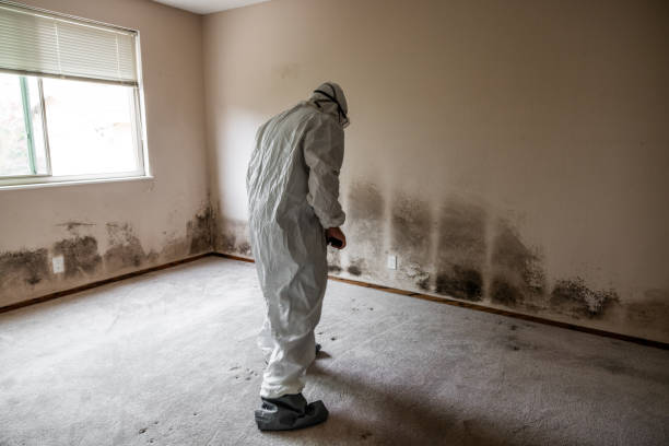 Professional Mold Removal in Murphy, TX